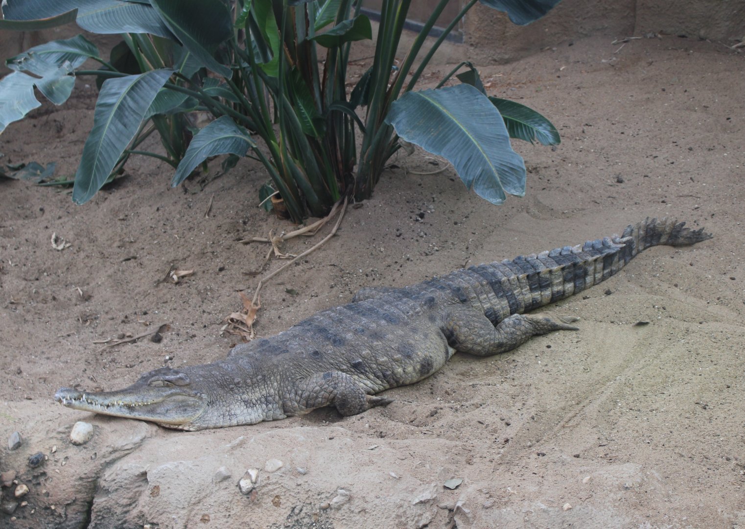 Slender-snouted crocodile