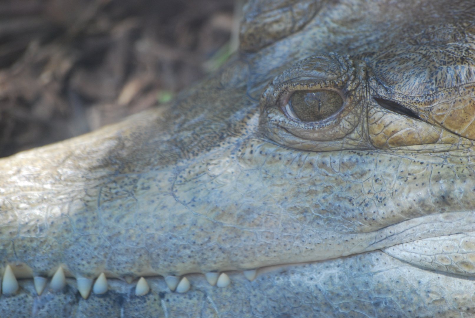 Slender-snouted crocodile