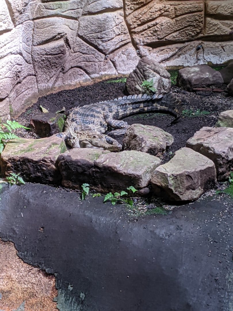 Slender-Snouted Crocodile