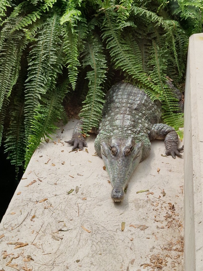 Slender-snouted crocodile