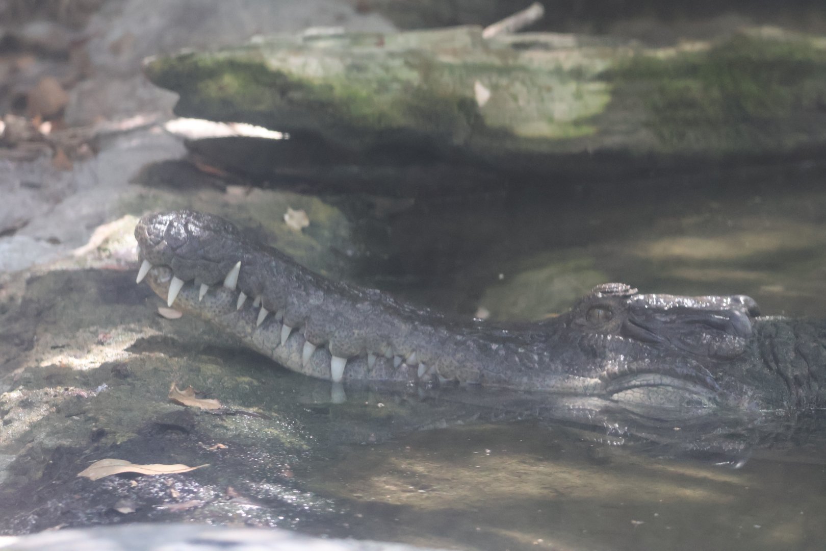 Slender snouted crocodile