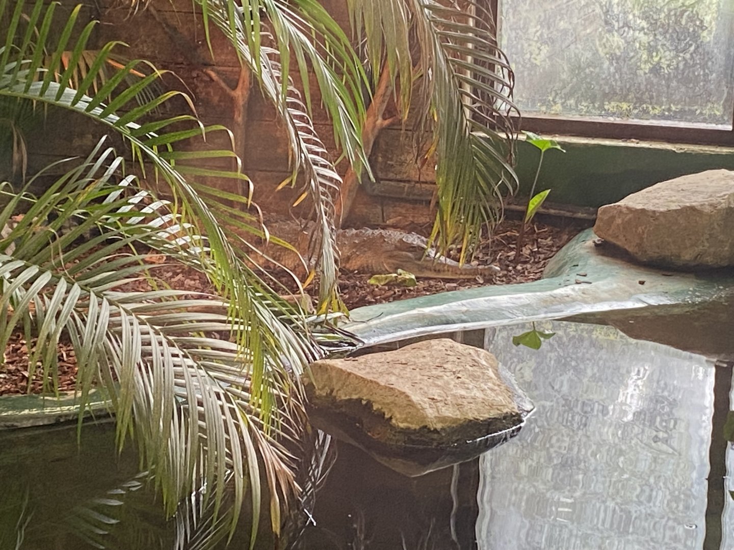 Slender-snouted crocodile