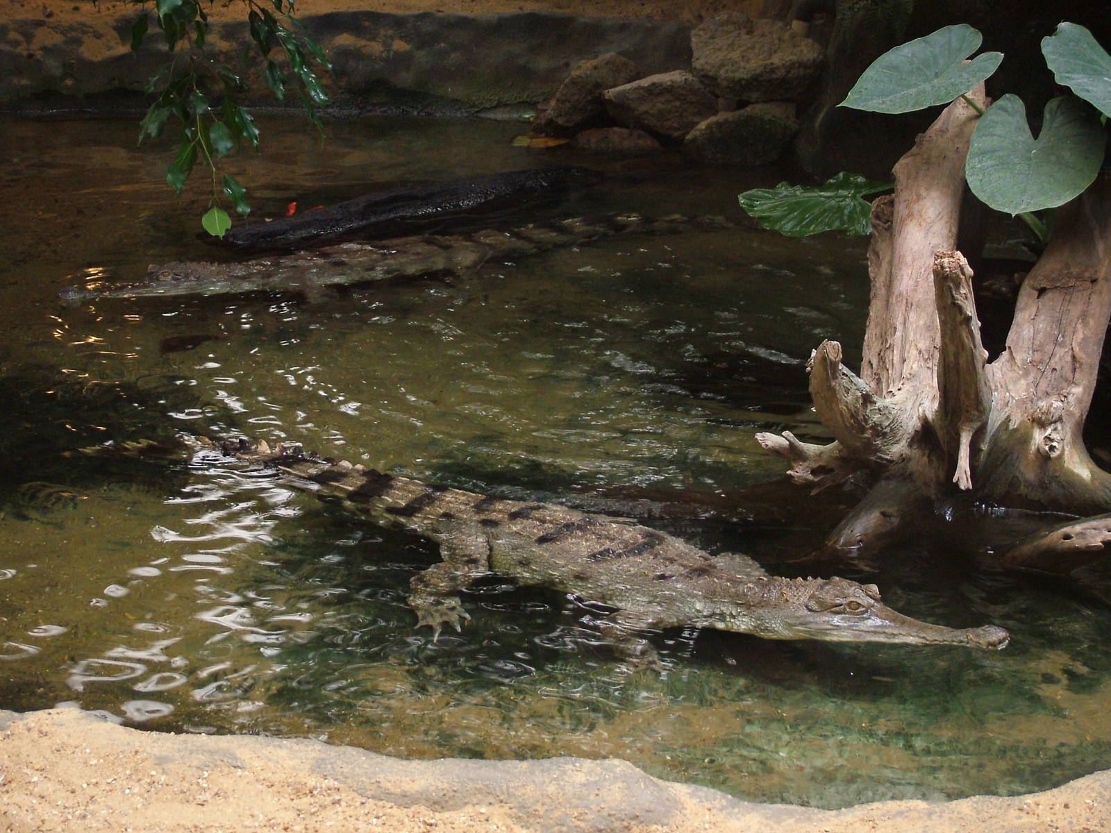 Slender-snouted Crocodiles at Colchester 09/05/09