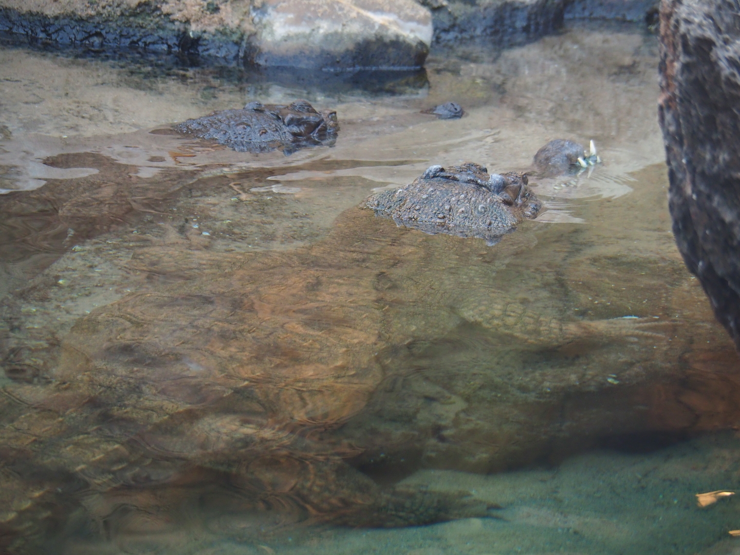 Slender-snouted crocodiles (Mecistops cataphractus), Nov 10th, 2018