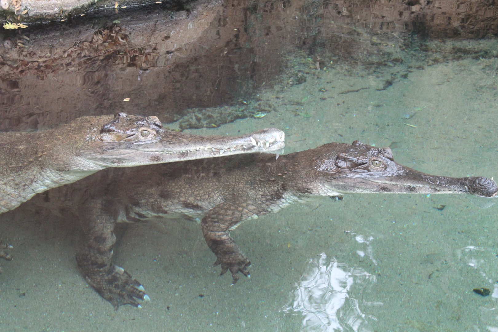 Slender-snouted crocodiles