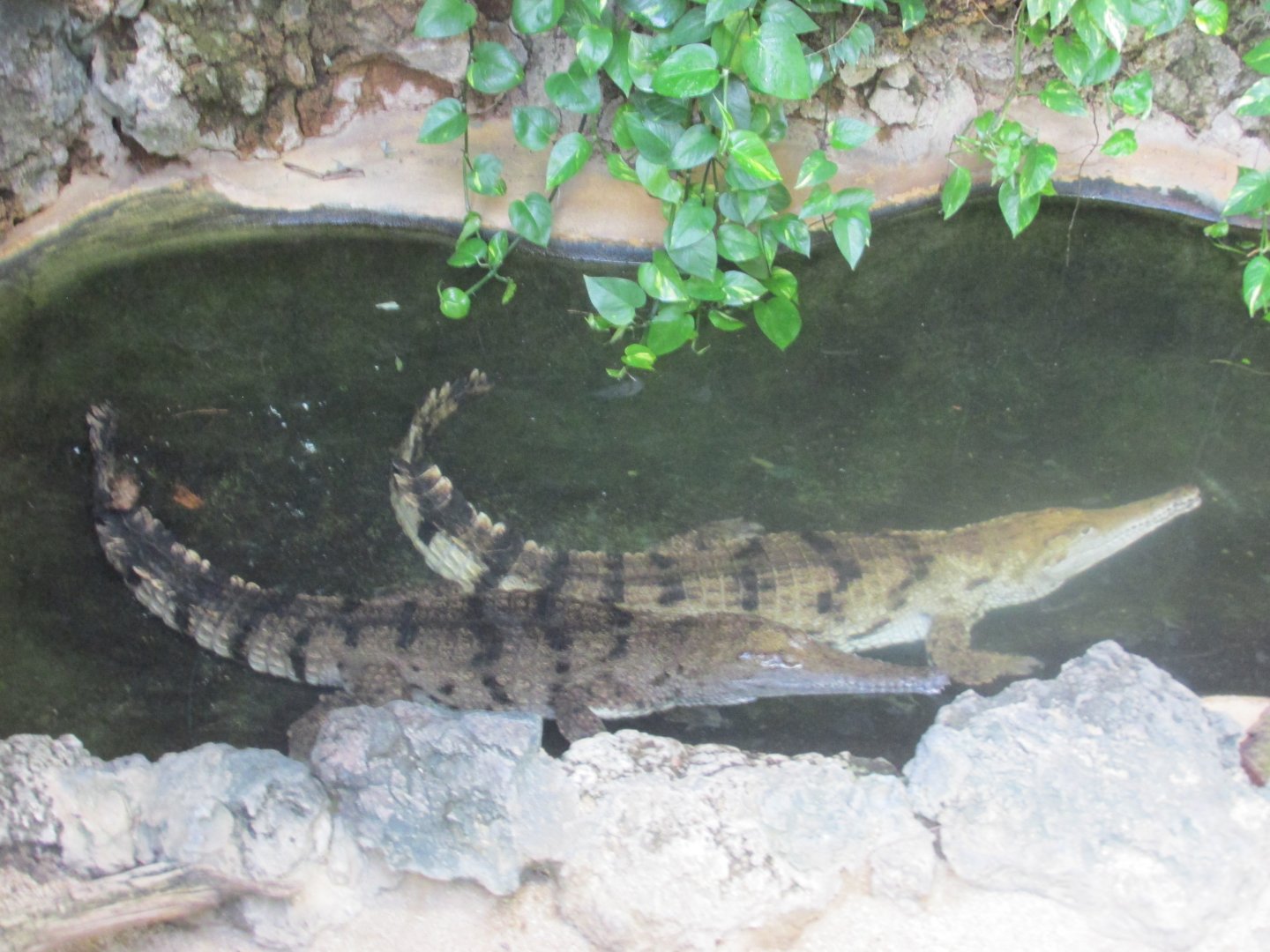slender snouted crocodiles
