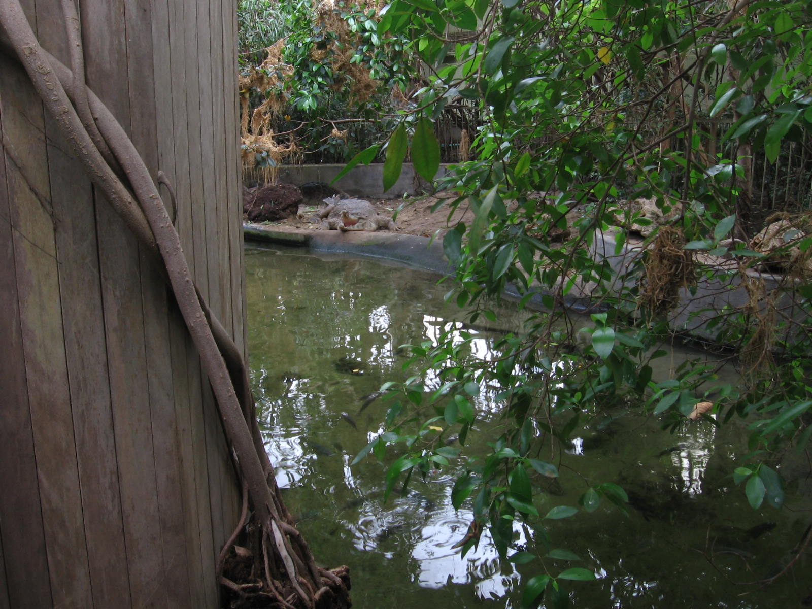 slender snouted crocs