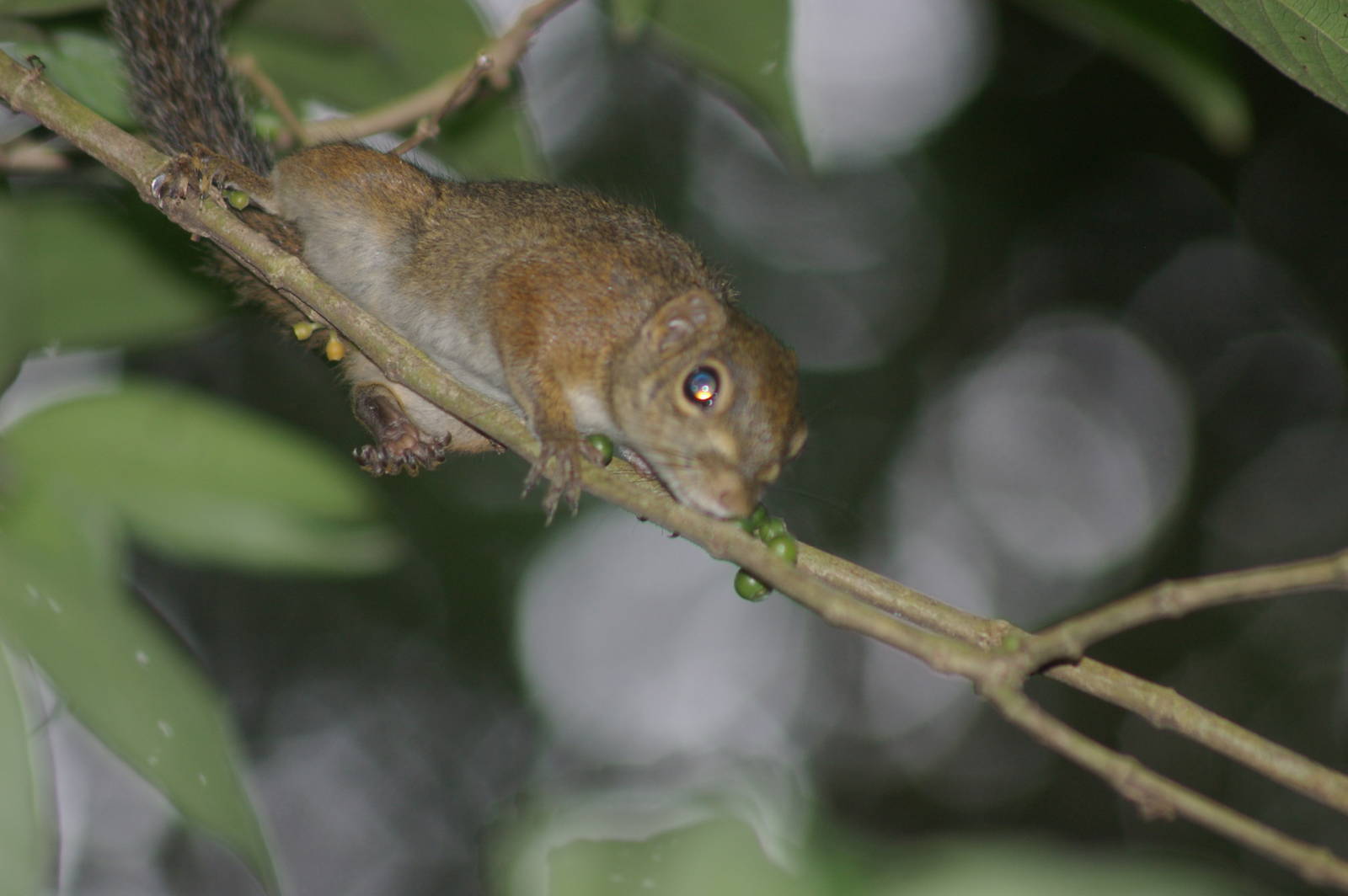slender squirrel (Sundasciurus tenuis)