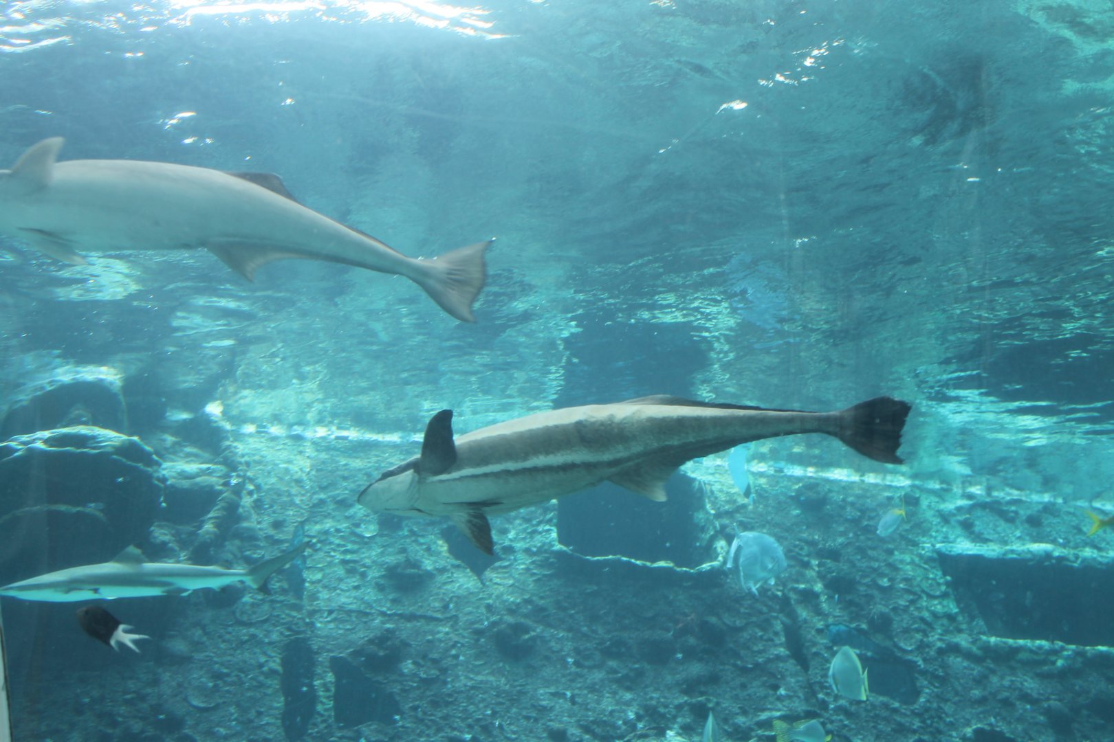 Slender Suckerfish (Echeneis naucrates)