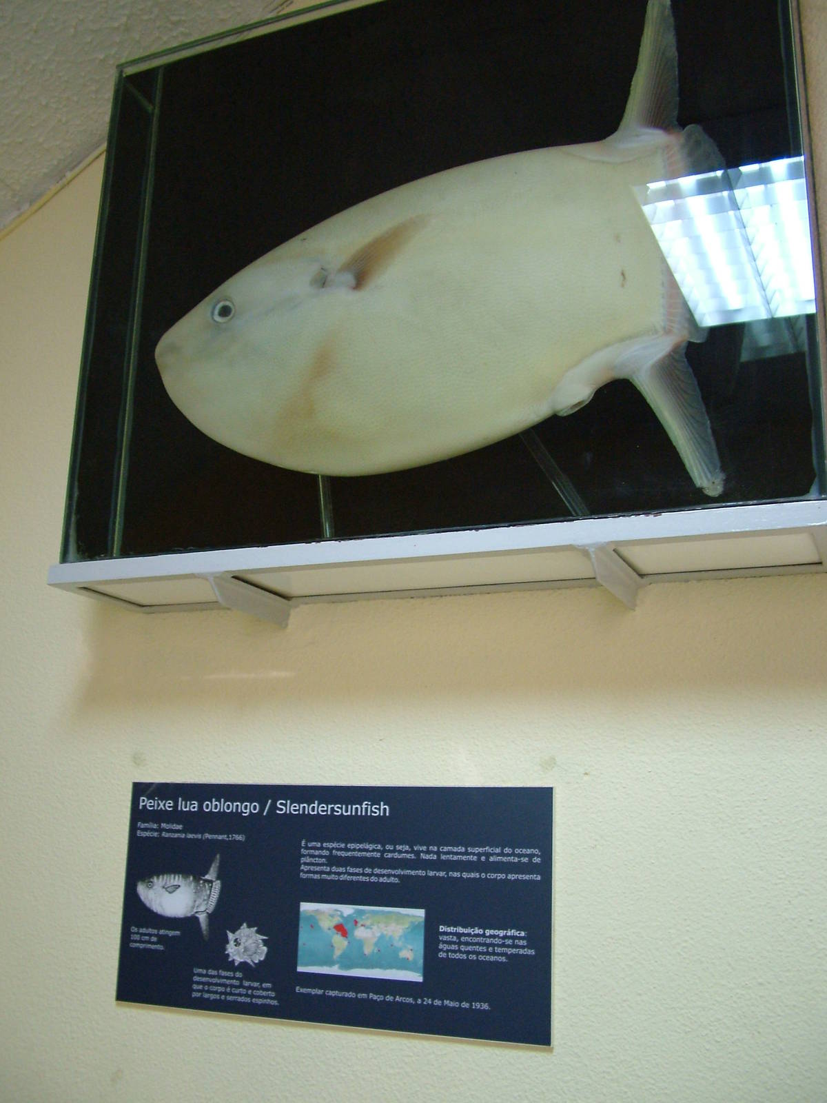 Slender Sunfish - Museum Displays at Vasco da Gama Aquarium, 25/05/11