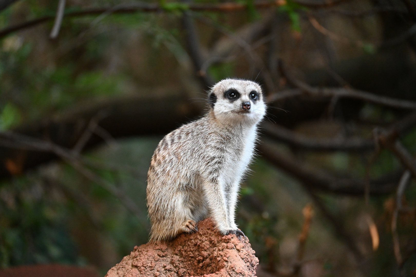 Slender Tail Meerket- Perth Zoo 2025