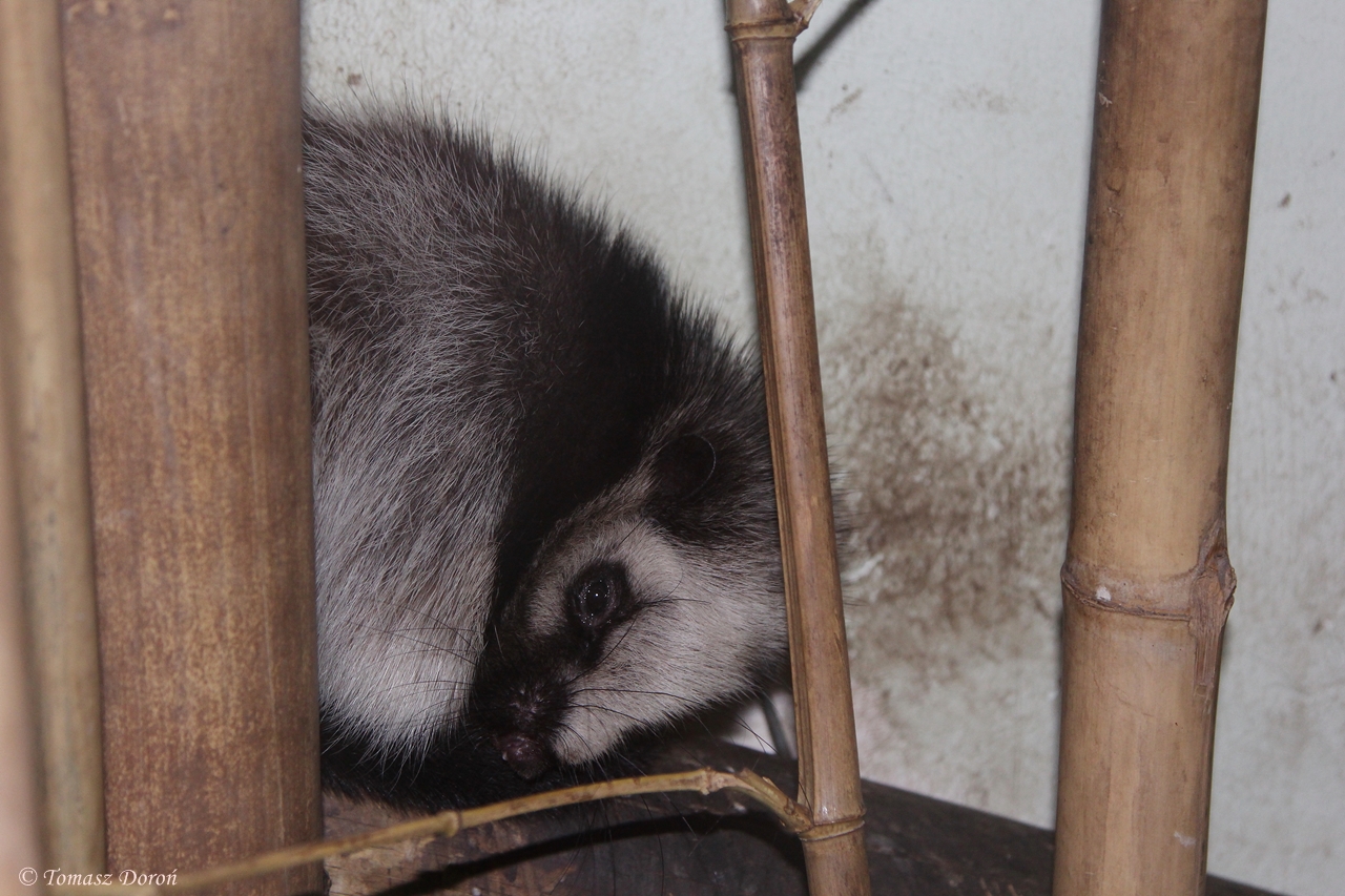 Slender-tailed Cloud Rat (Phloeomys pallidus)