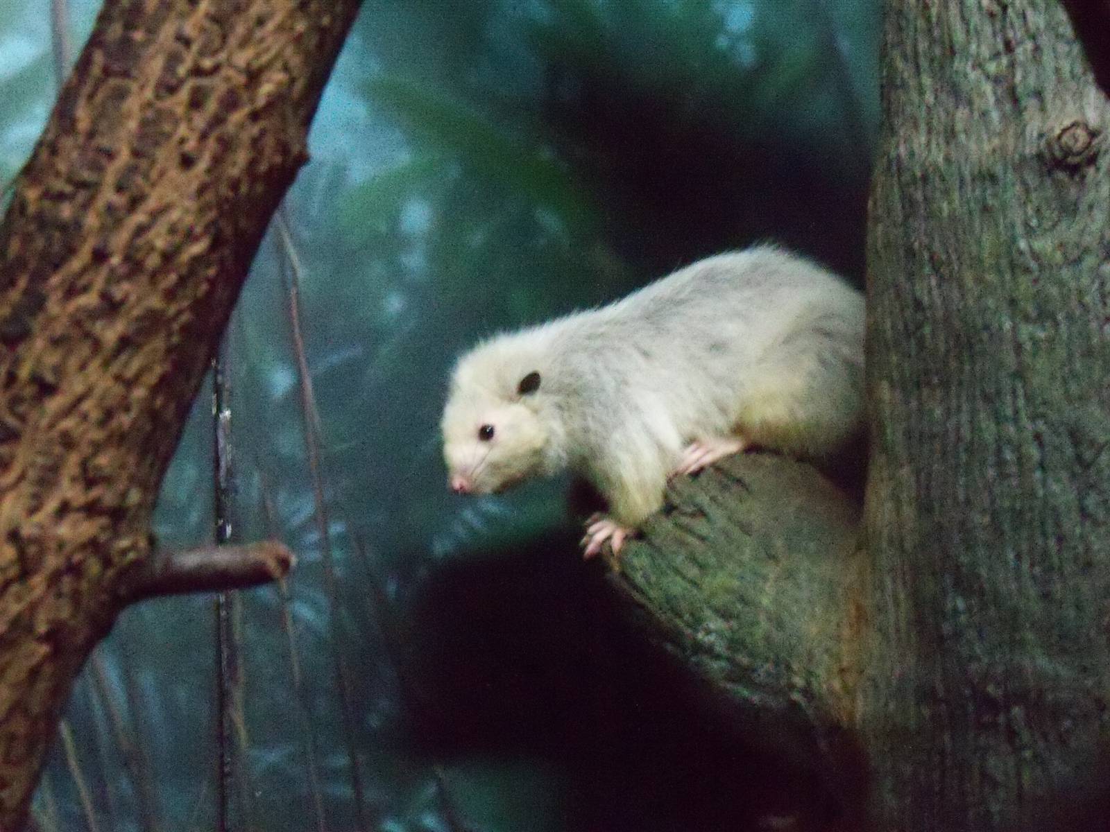 Slender-tailed Cloud Rat