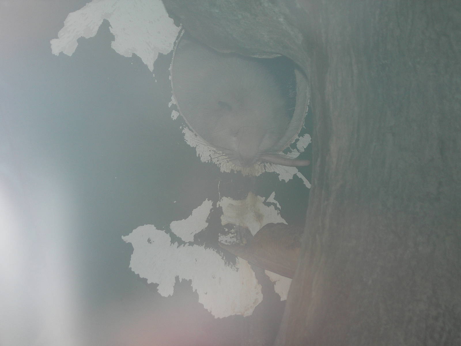 Slender Tailed Cloud Rat