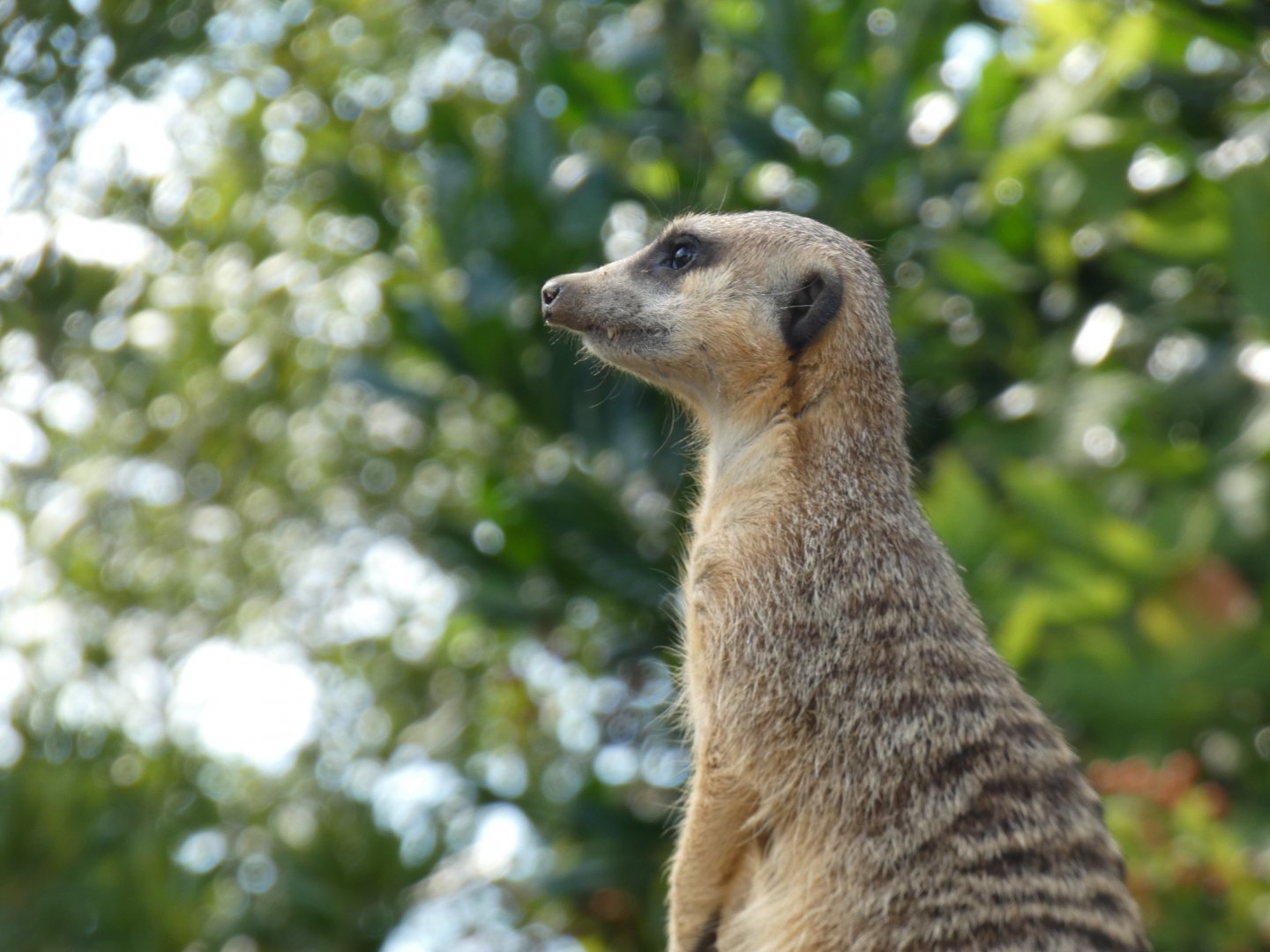Slender-tailed Meercat at the Greensboro Science Center