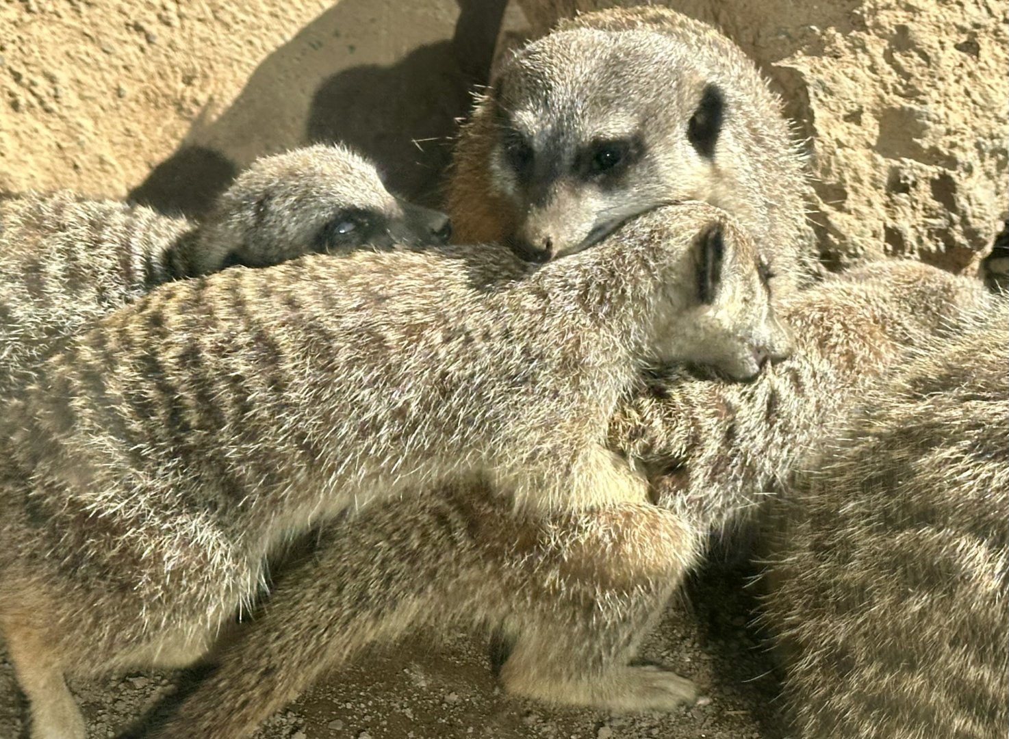 Slender-tailed Meerkat and Pups