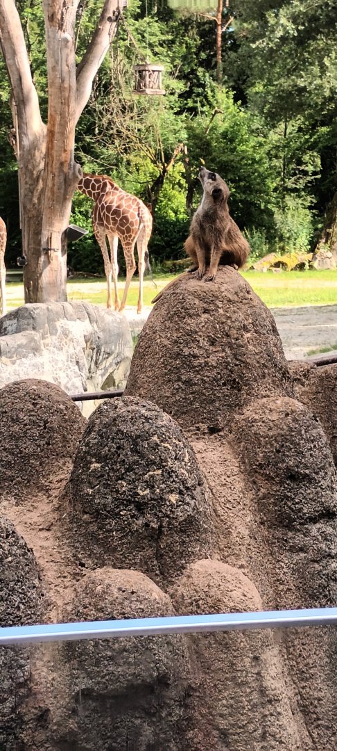 Slender tailed Meerkat and Reticulated Giraffe