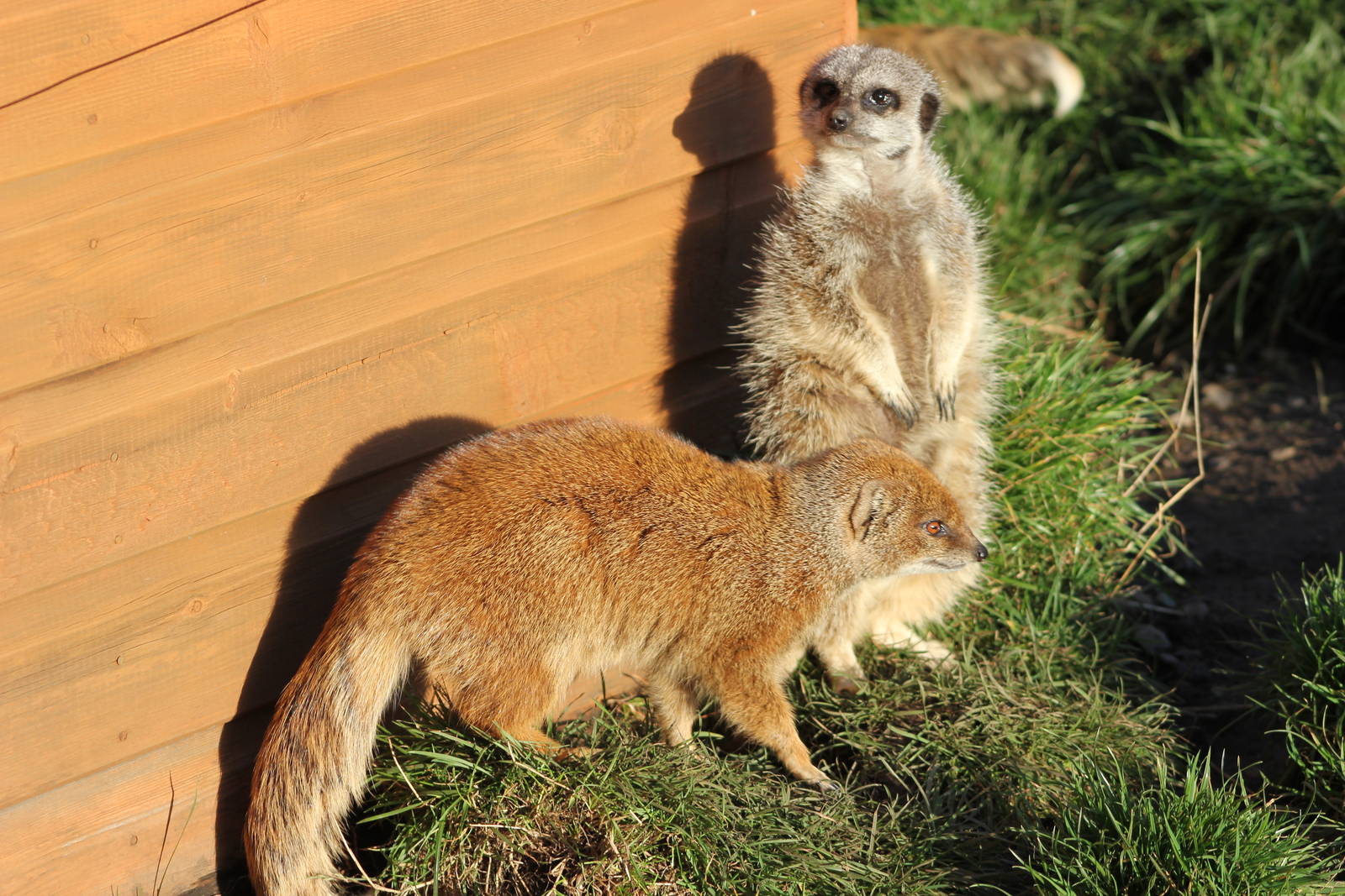 Slender-tailed meerkat and Yellow mongoose