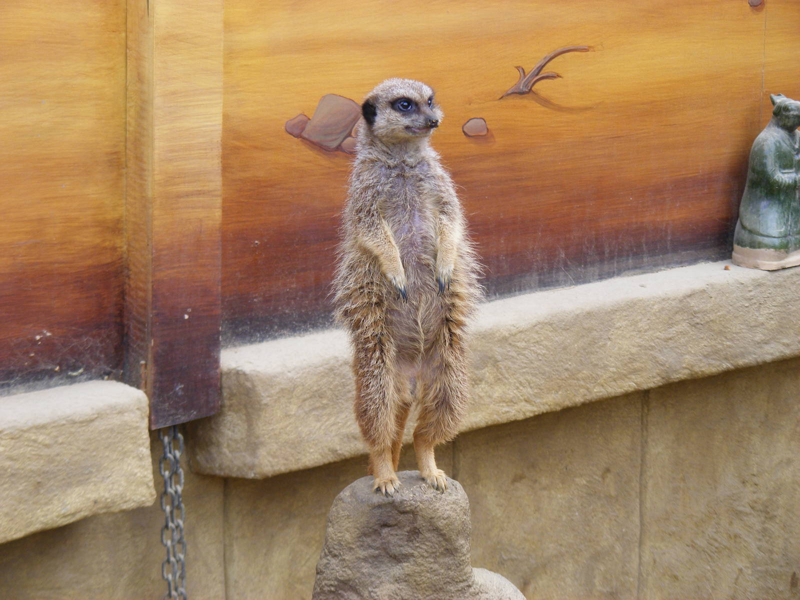 Slender-tailed meerkat at Amazon World, 5 April 2010