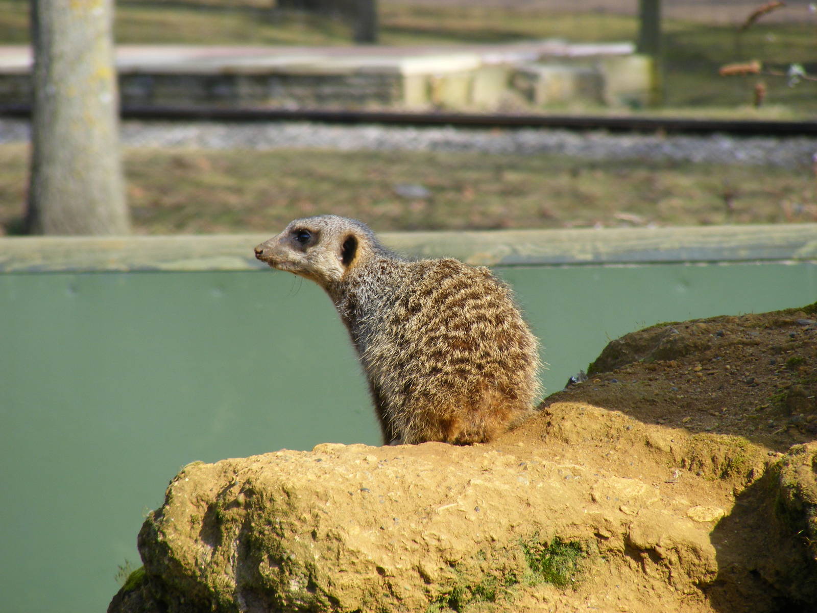 Slender-tailed meerkat at Beale Park, 13th March 2010