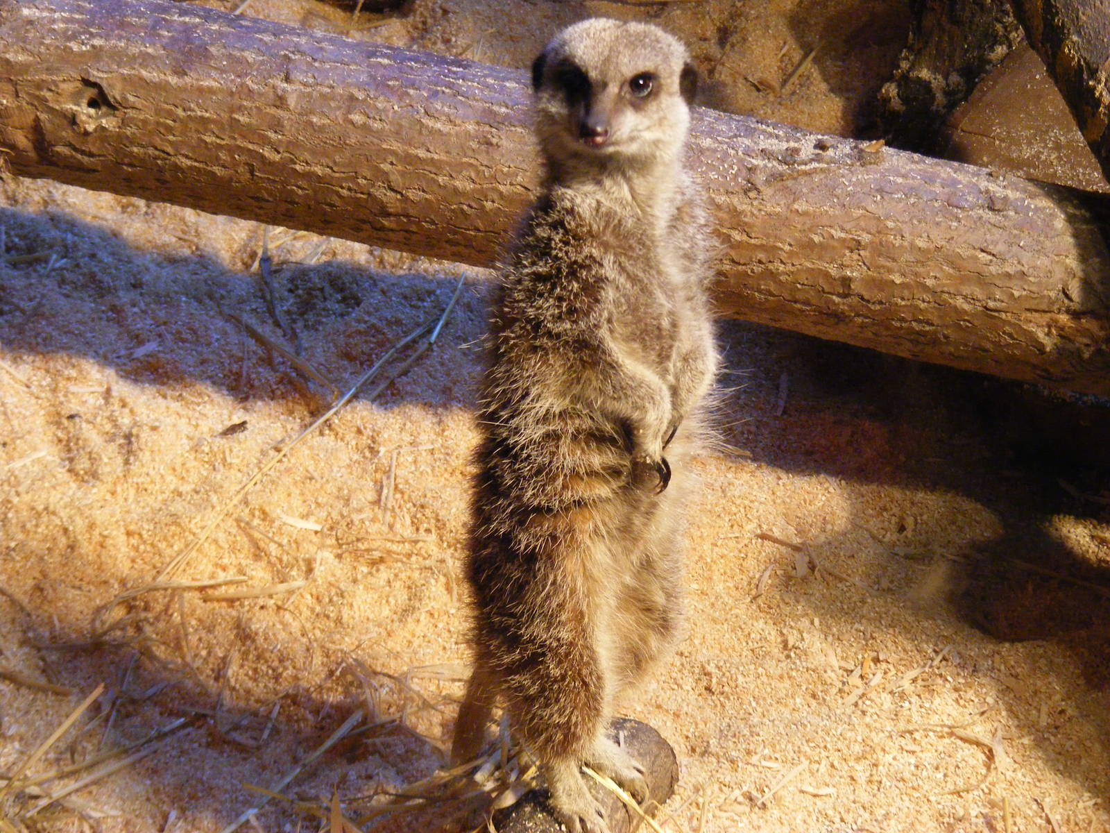 Slender-tailed meerkat at Blackpool Zoo, 29 December 2009