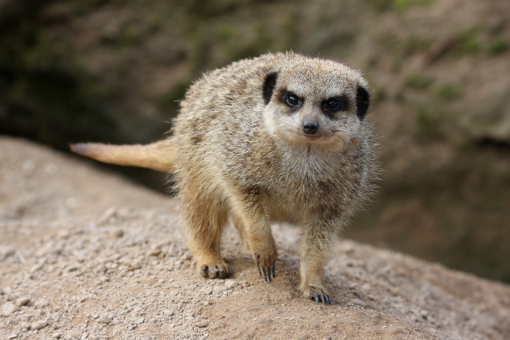 Slender Tailed Meerkat at Peak Wildlife Park 4/9/15