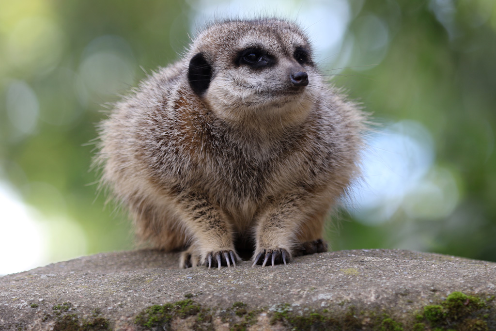 Slender tailed Meerkat at Skansen-Akvariet 30th August 2016