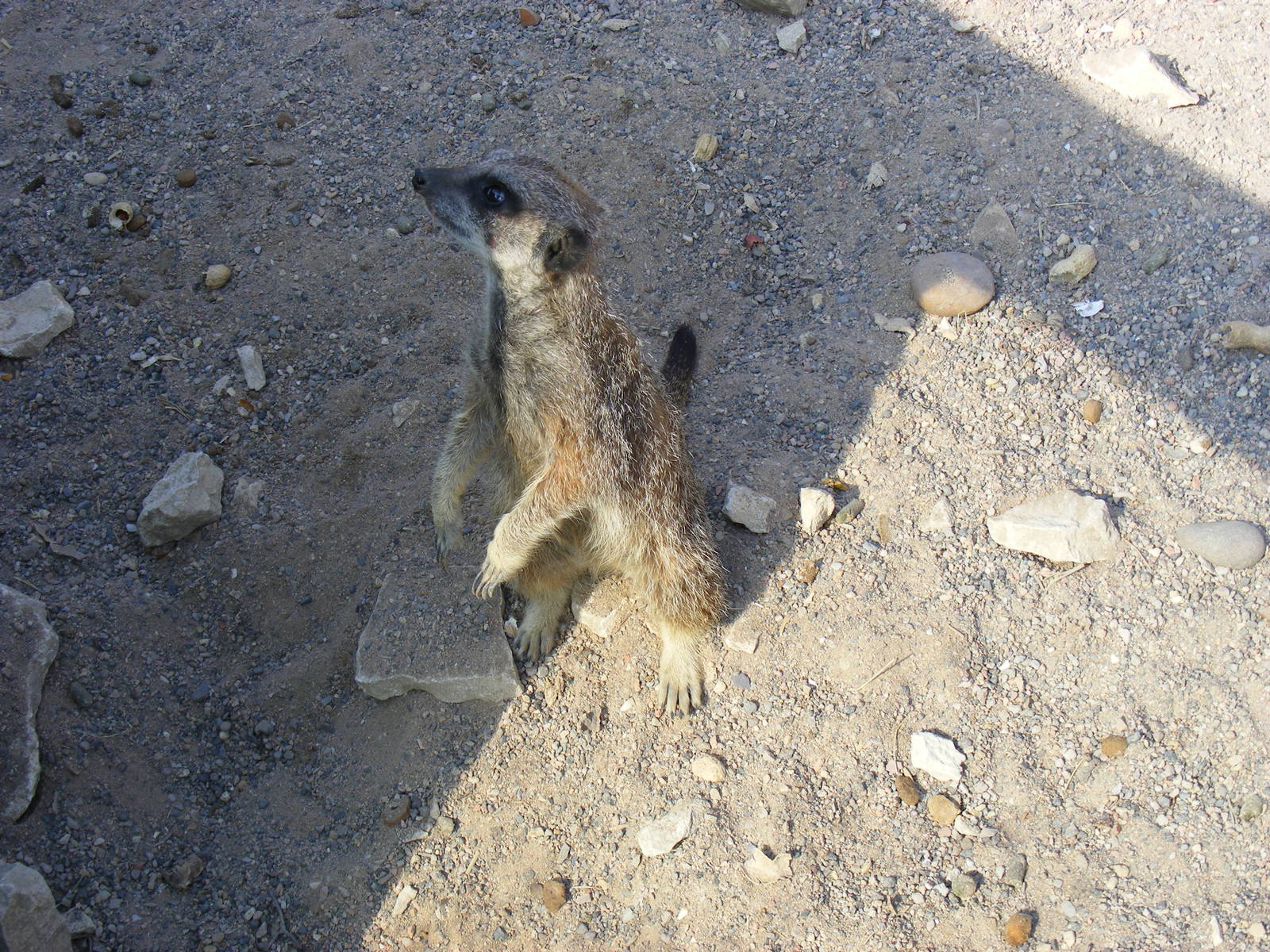 Slender-tailed meerkat at The Ark Animal Sanctuary, 22 April 2011