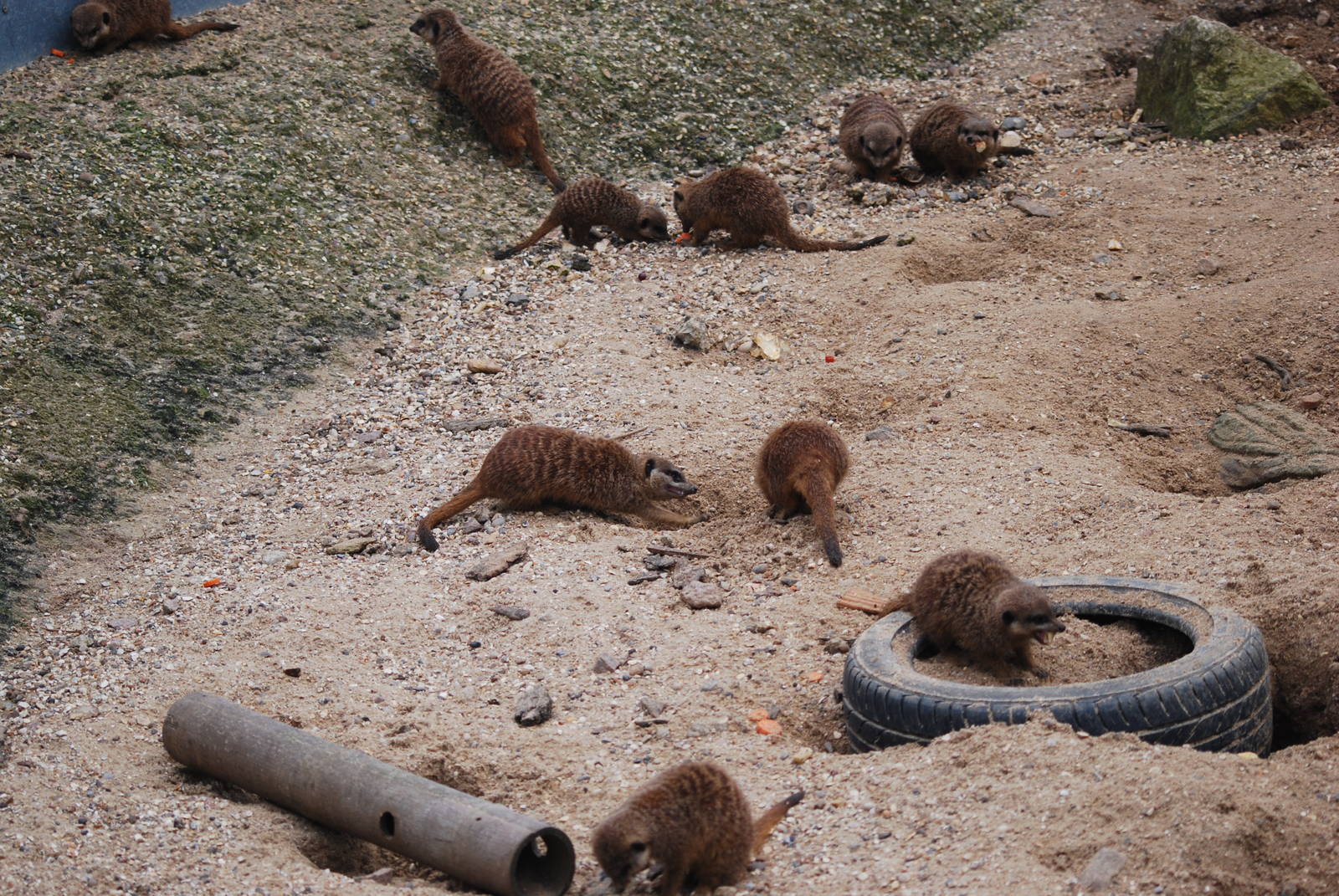 Slender-tailed meerkat colony