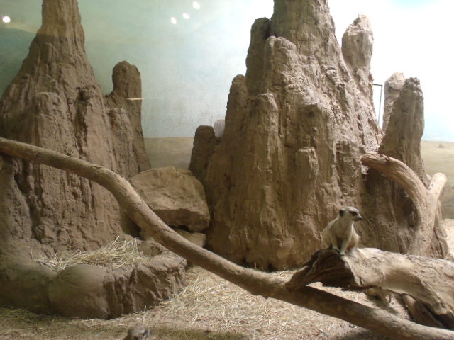 Slender-Tailed Meerkat Enclosure
