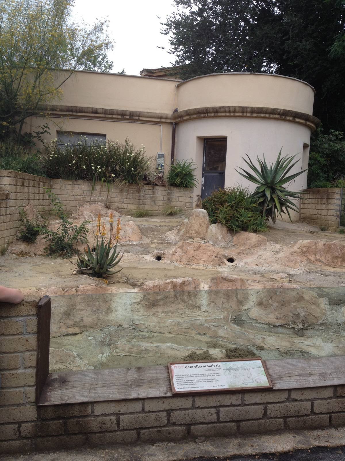 Slender Tailed Meerkat Enclosure