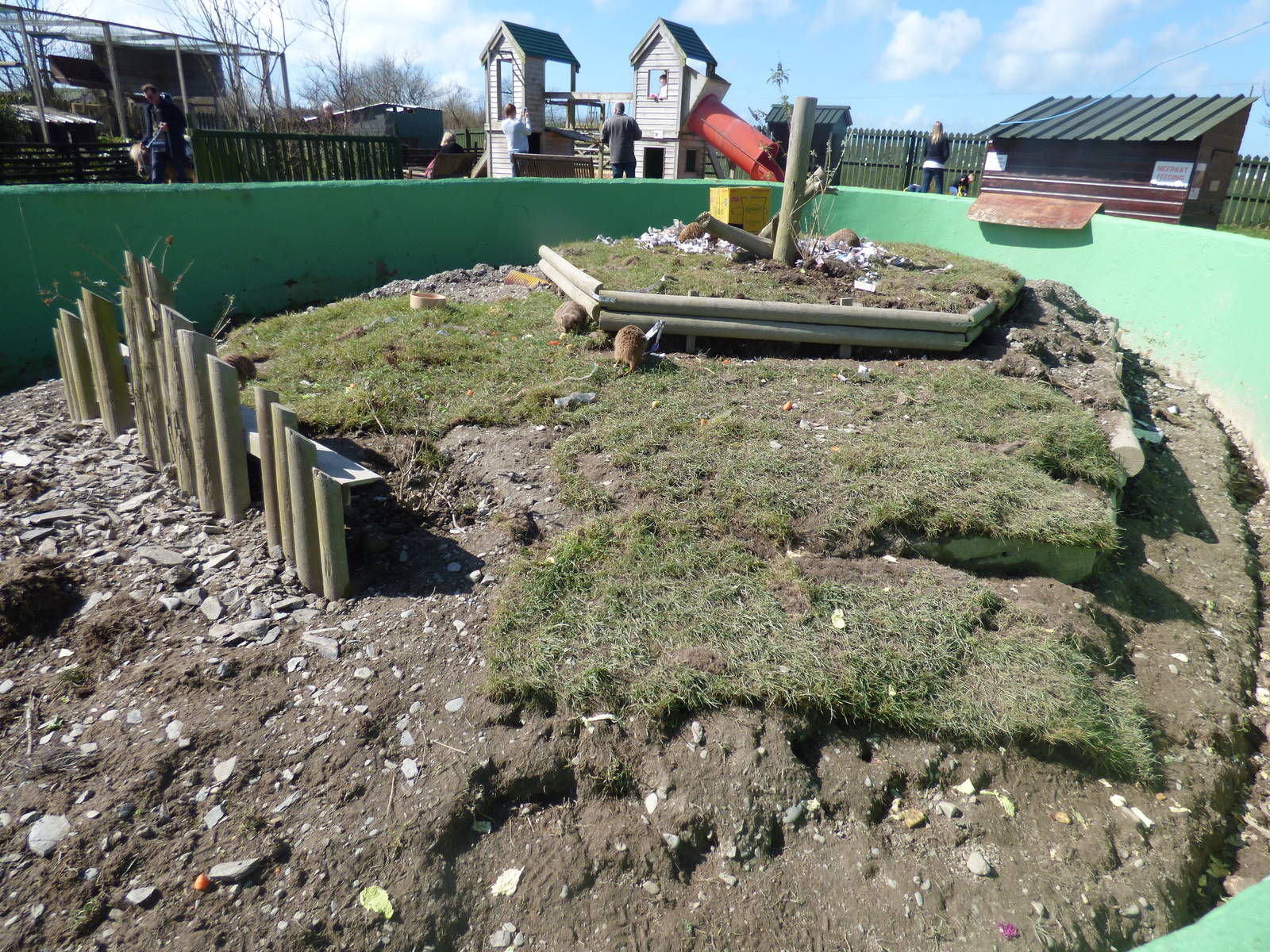 Slender Tailed Meerkat Enclosure