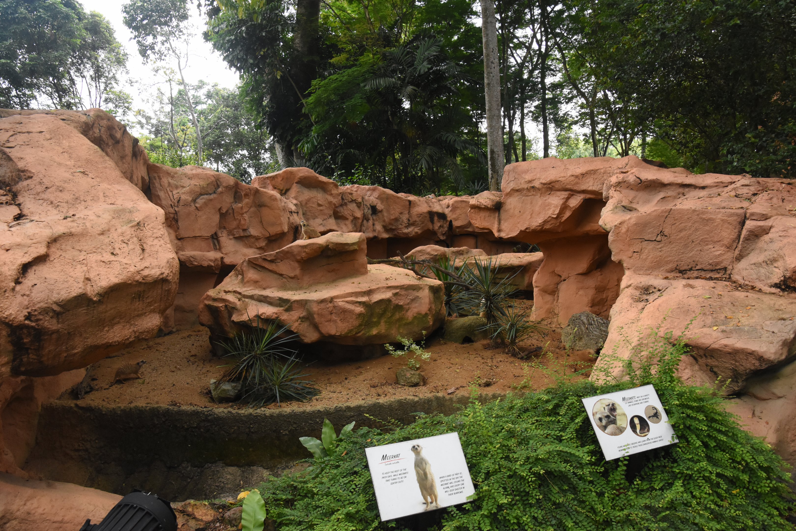 Slender-tailed meerkat enclosure