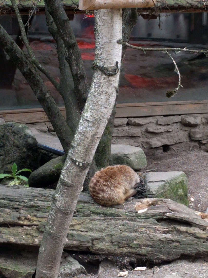 Slender Tailed meerkat Enclosure