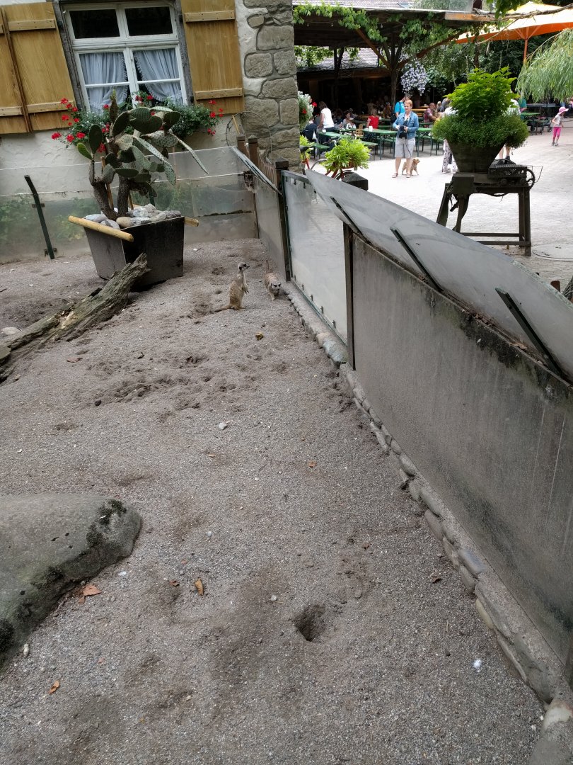 Slender Tailed meerkat Enclosure