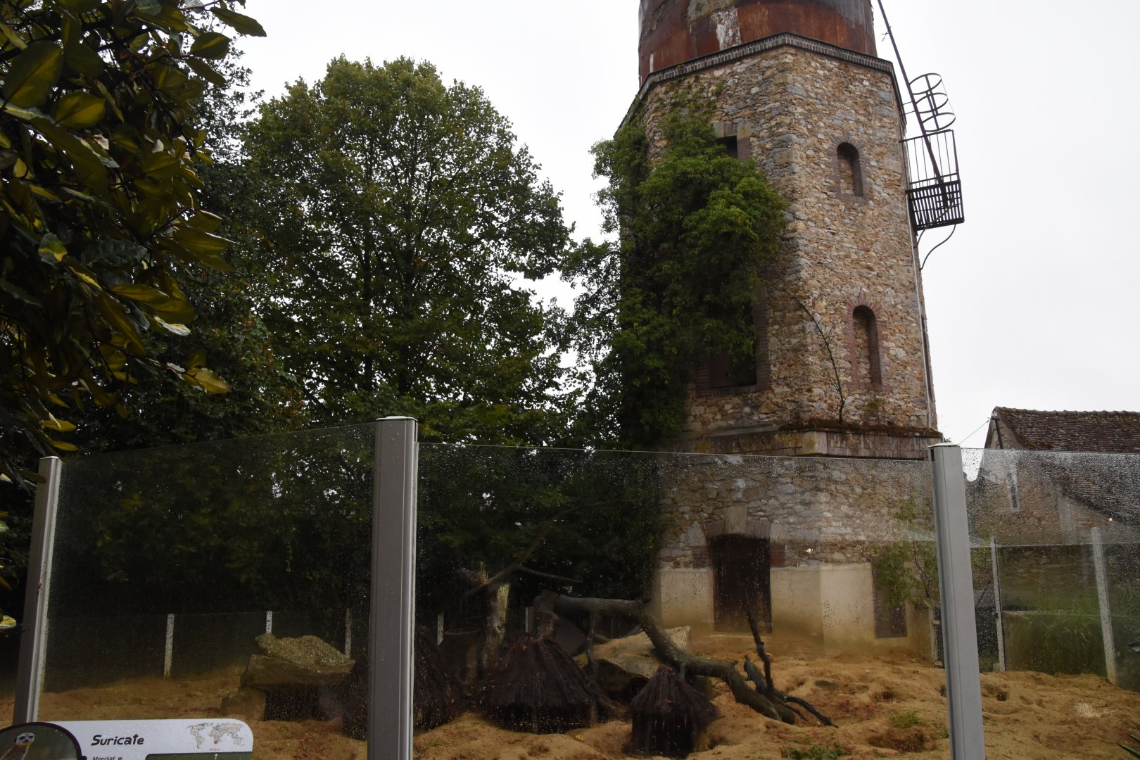 Slender-tailed Meerkat enclosure