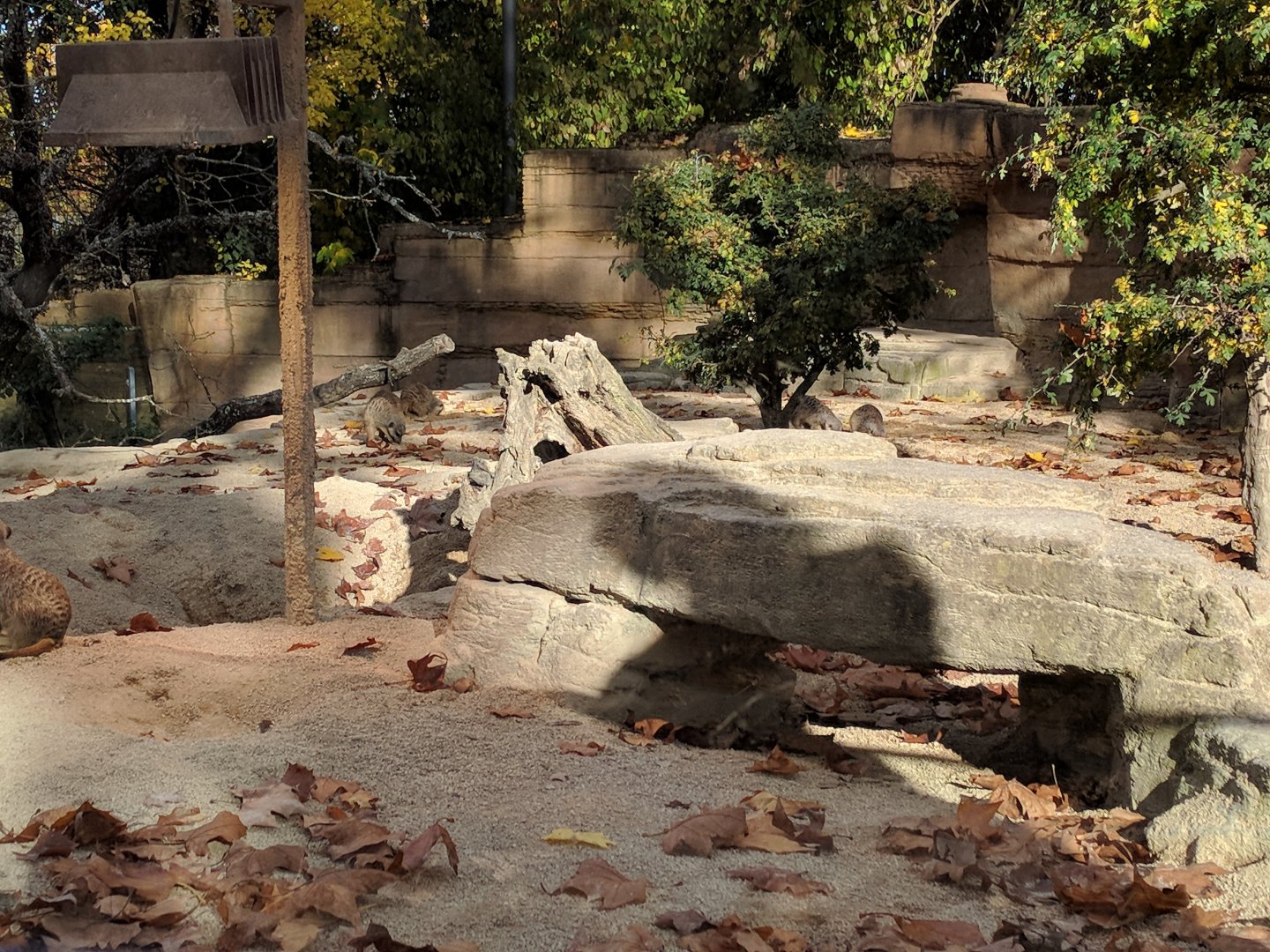 Slender Tailed meerkat Enclosure