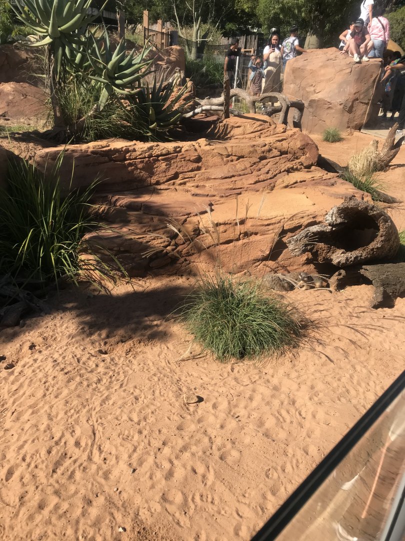 Slender Tailed Meerkat Enclosure