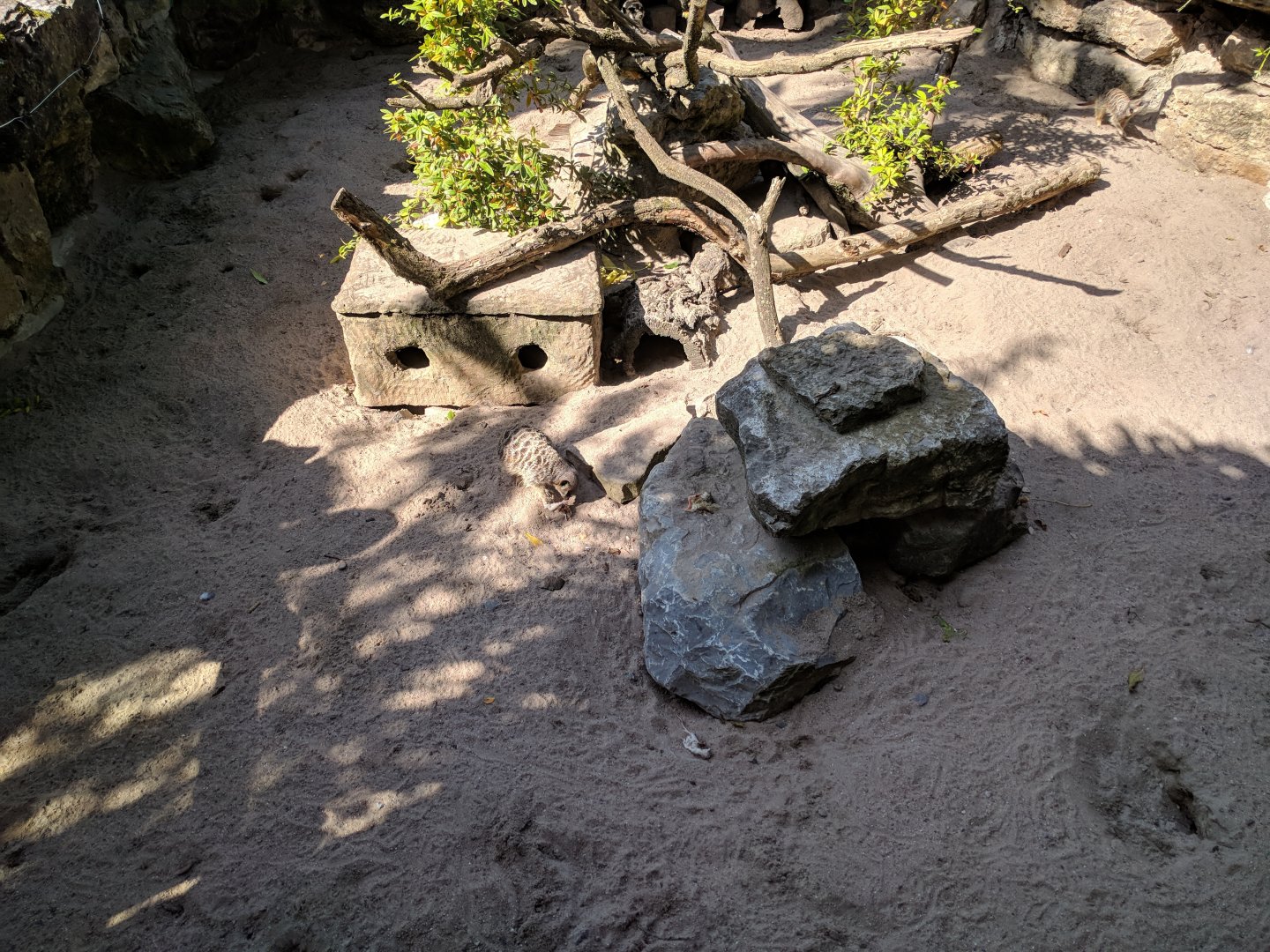 Slender tailed Meerkat Enclosure