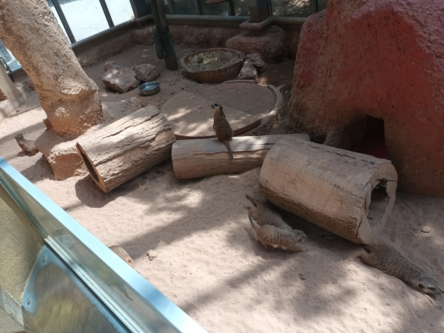 Slender tailed Meerkat Enclosure
