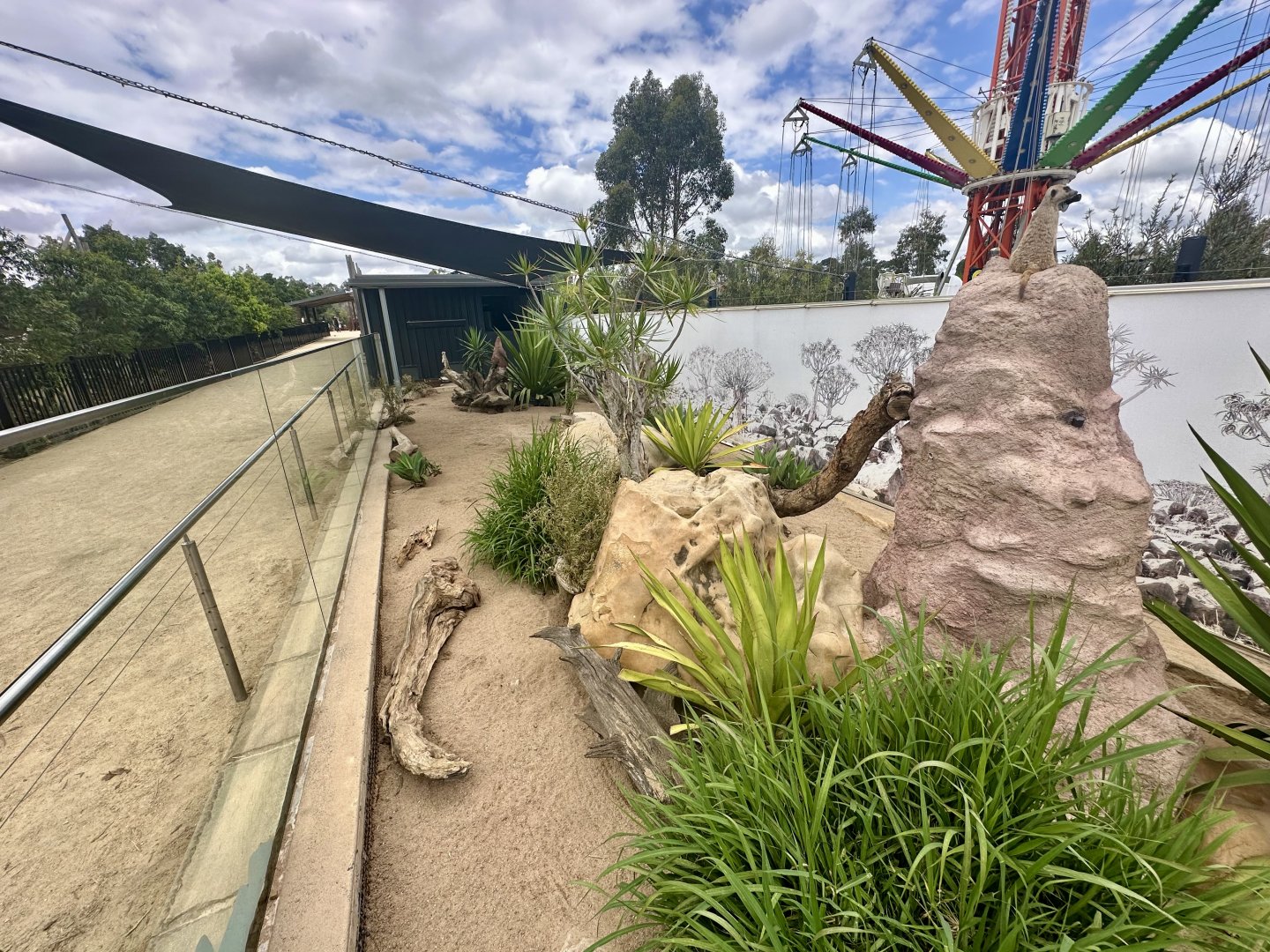 Slender-tailed Meerkat Exhibit 2