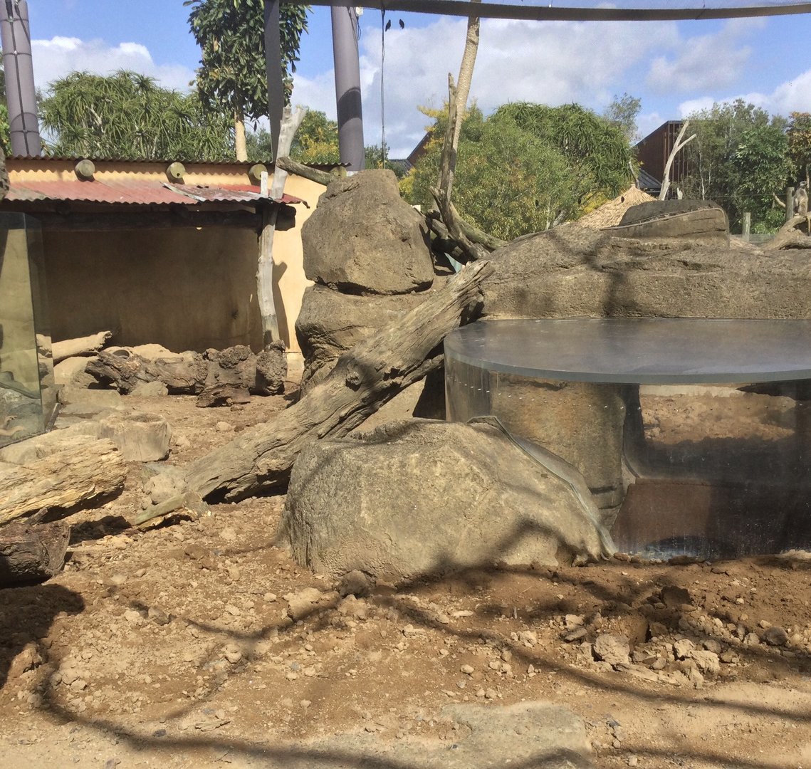 Slender-tailed Meerkat Exhibit (Large) - Perspex Viewing Dome