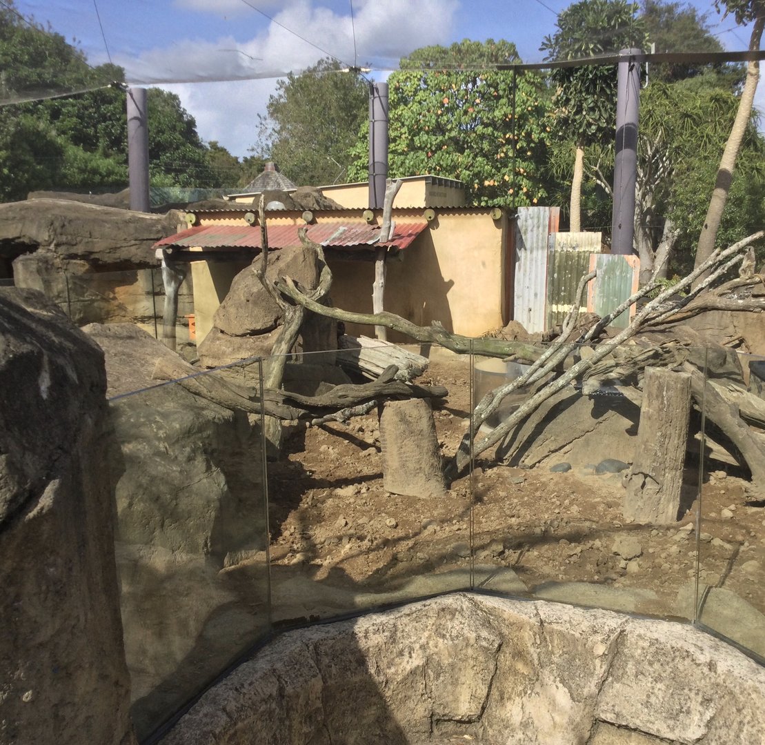 Slender-tailed Meerkat Exhibit (Large)