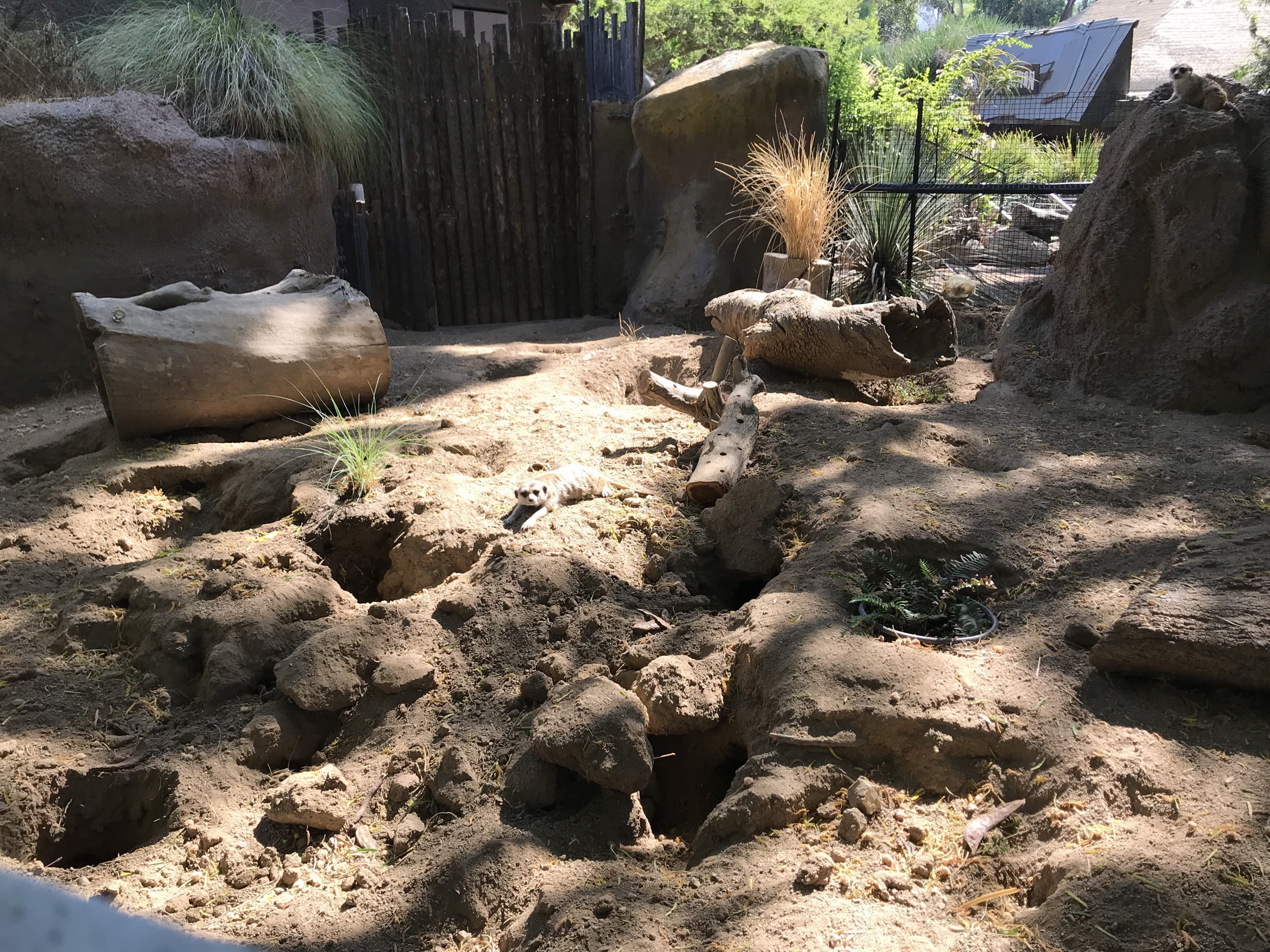 Slender Tailed Meerkat Exhibit