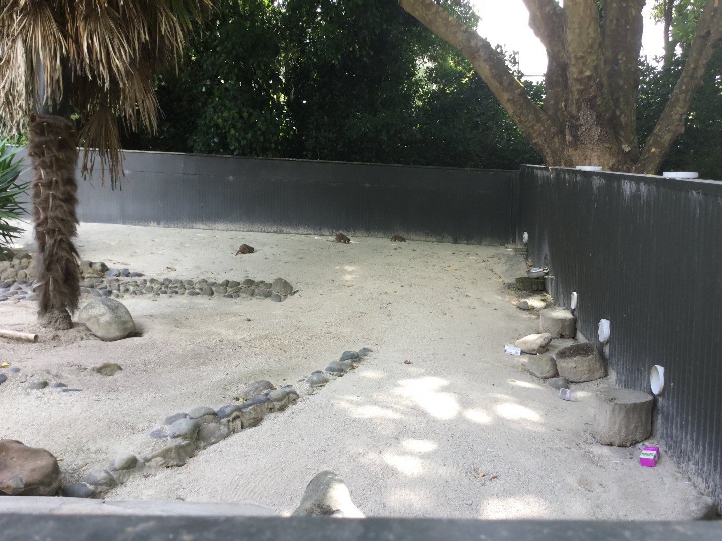 Slender-tailed Meerkat Exhibit