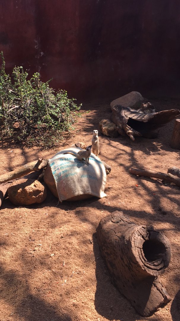 Slender-tailed Meerkat Exhibit