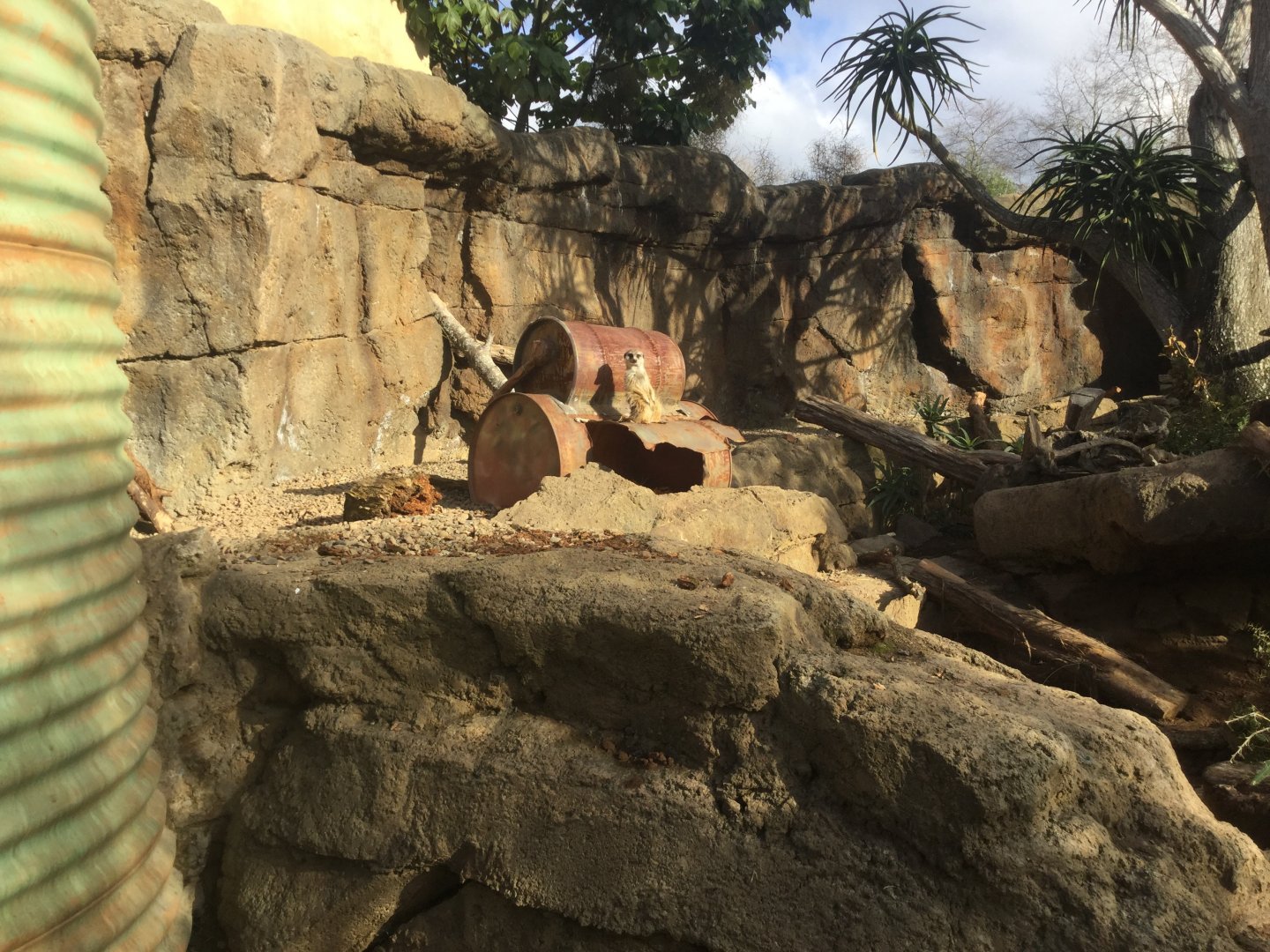 Slender-tailed Meerkat Exhibit
