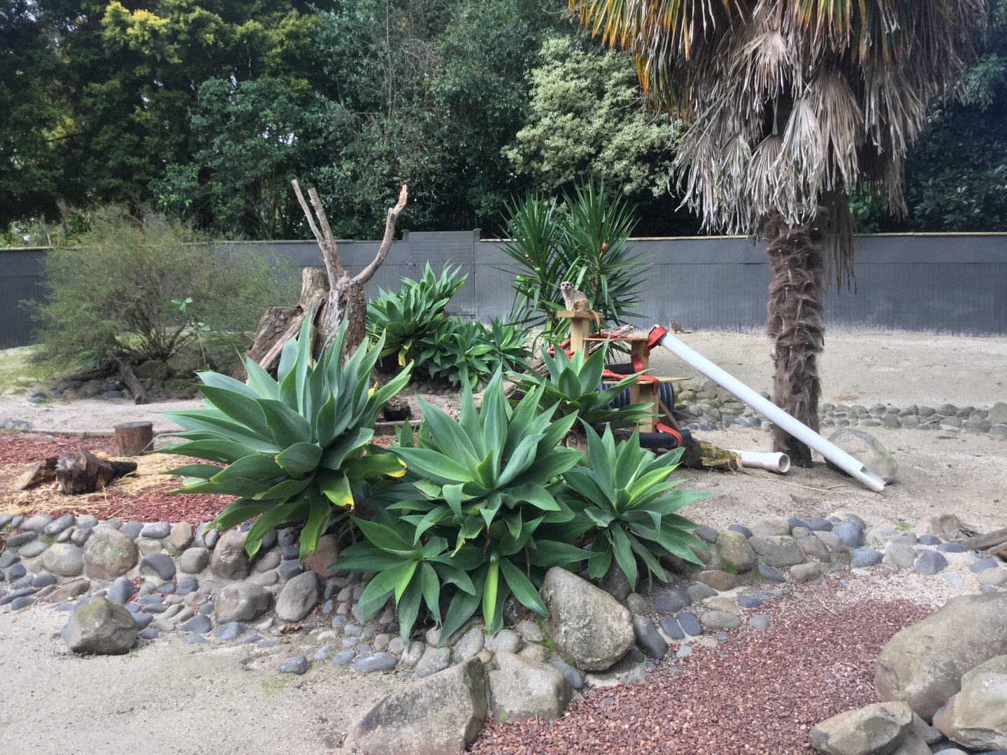 Slender-tailed Meerkat Exhibit