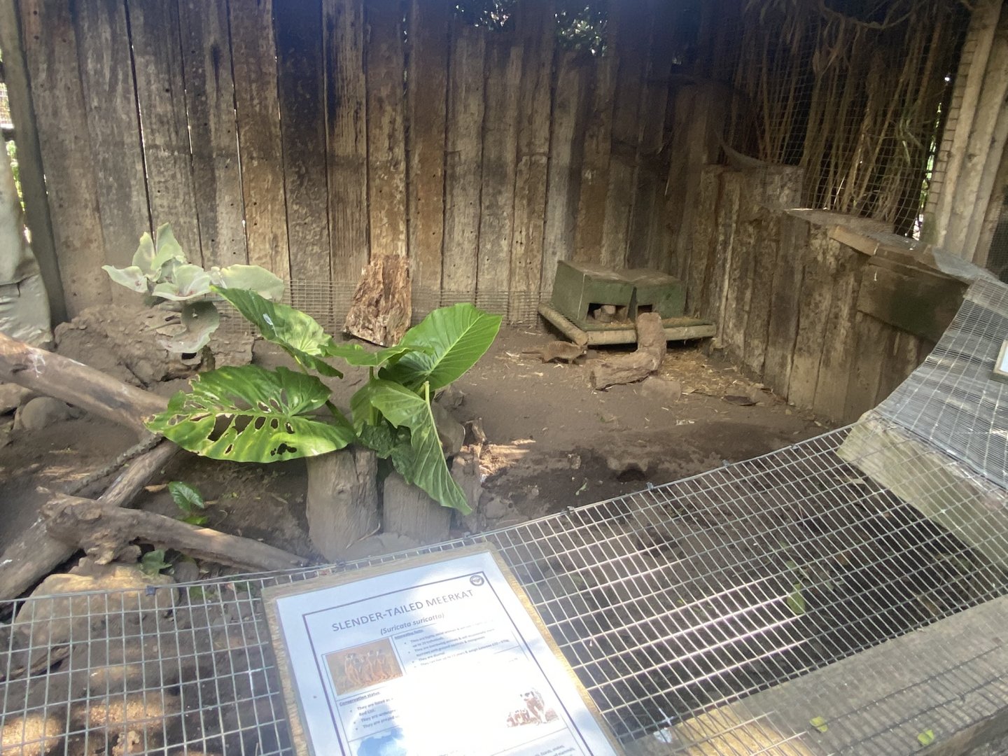 Slender-Tailed Meerkat Exhibit