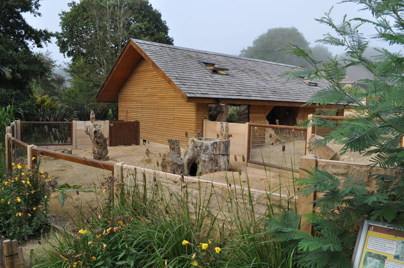 Slender Tailed Meerkat Exhibit